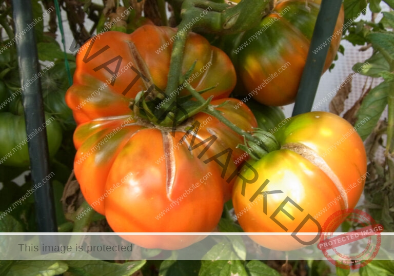dud, M-K Pflanzen 009