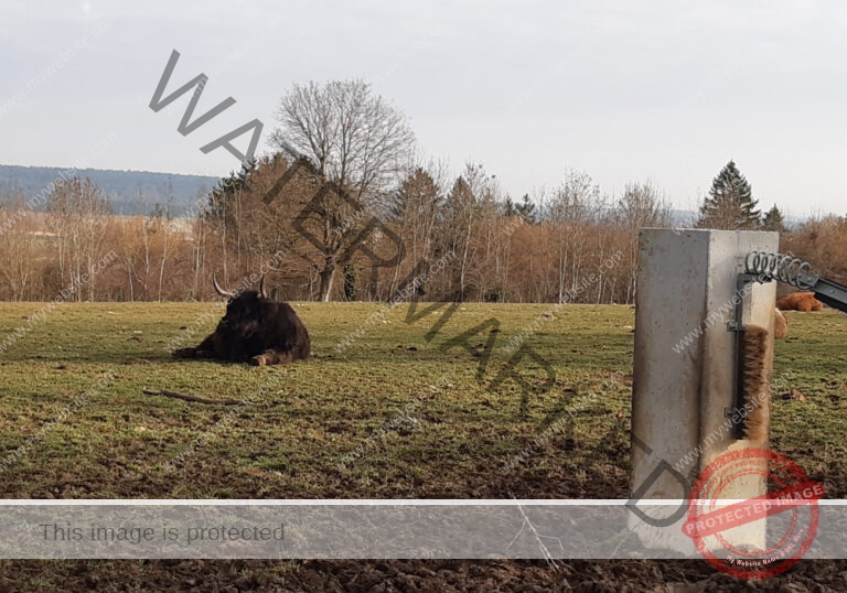 LB Galloways 105