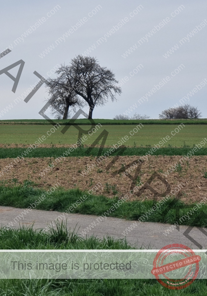 dud, M-K Pflanzen 013