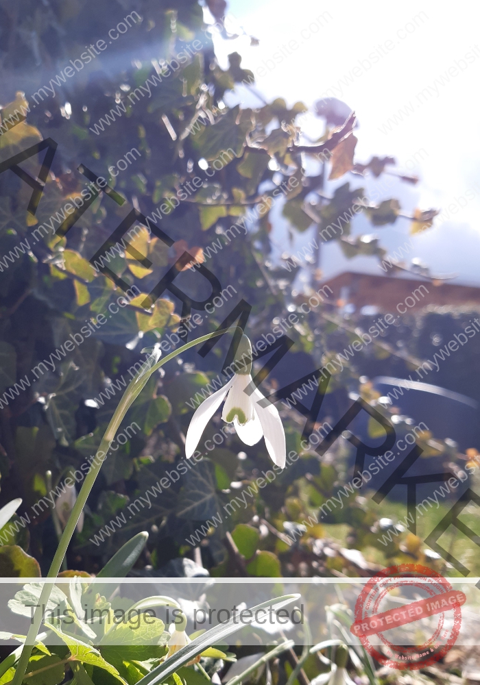 LB Blumen 138