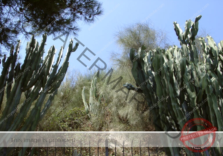 LB Themen, sehen, Bordighera 20