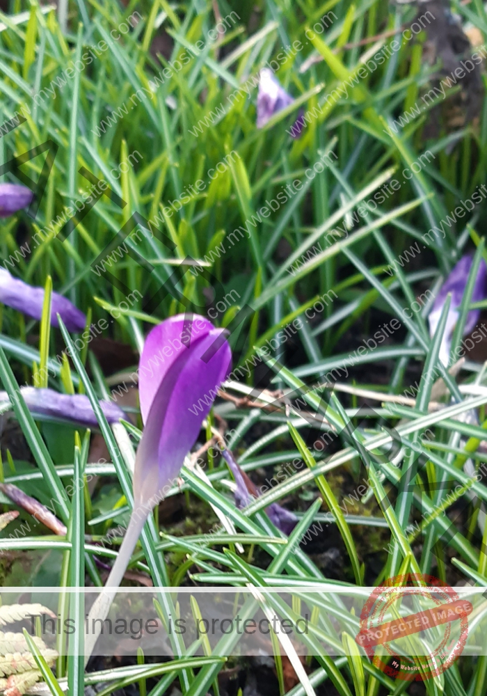 LB col Krokus1
