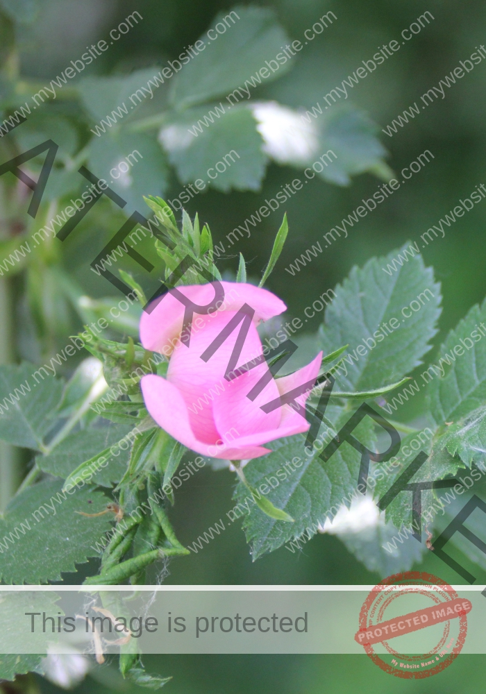 LB col kleinblütrige Rose1