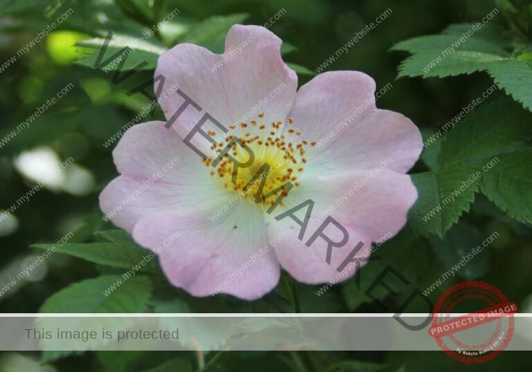 kleinblütrige Rose