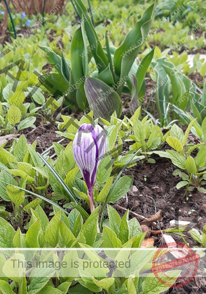 LB Blumen 140