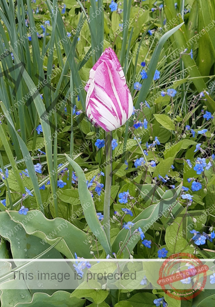LB Blumen 141