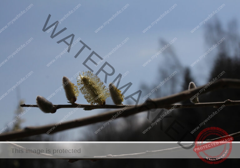 LB Pflanzen unterwegs 012