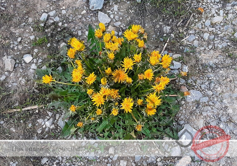 LB Blumen 142