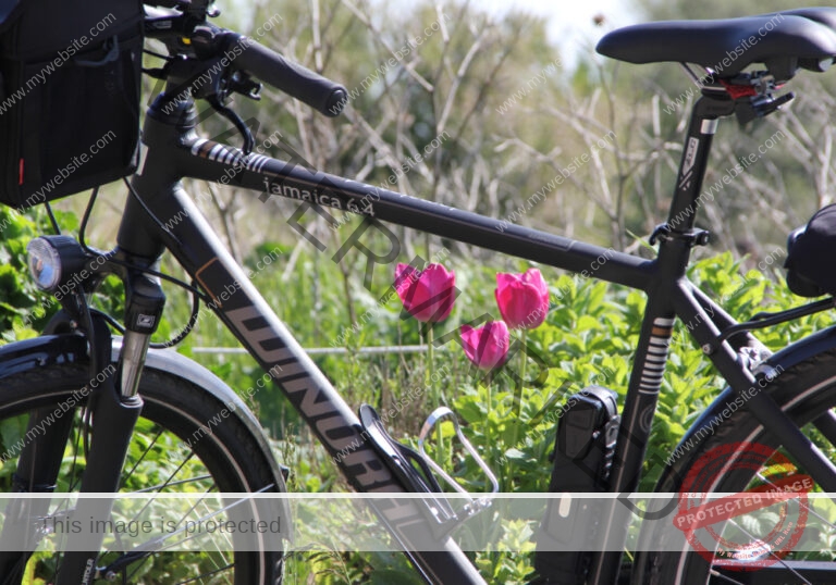 LB Blumen 143
