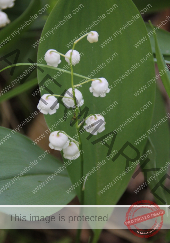 LB Blumen 144