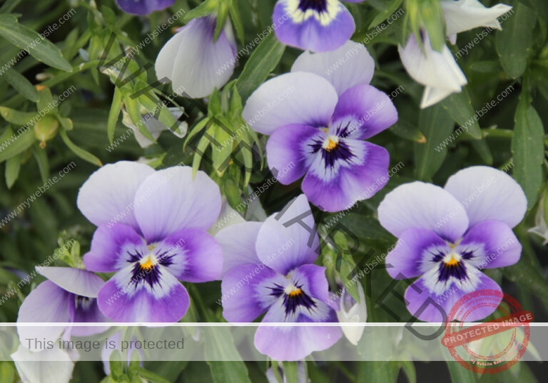 LB Blumen 145