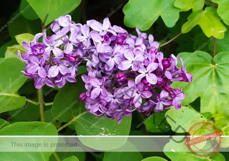 LB Blumen 146