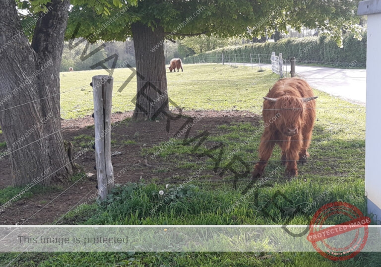 LB Galloways 111