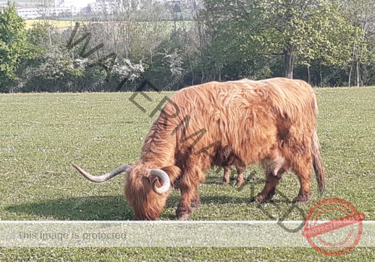 LB Galloways 114