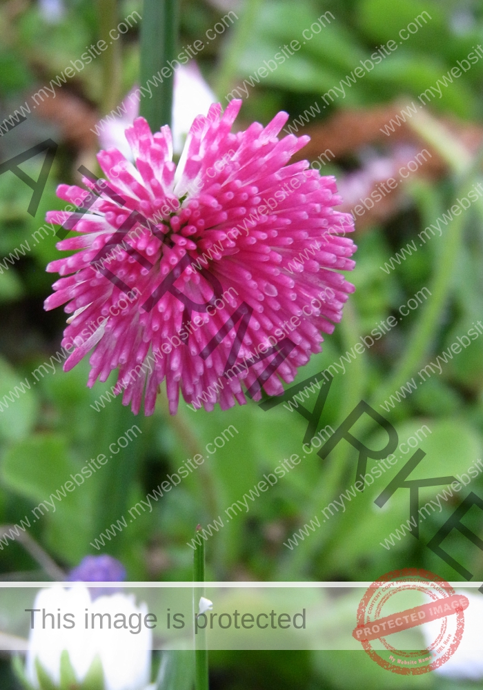 LB Blumen 147