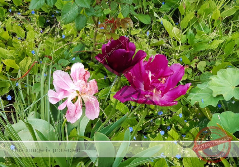 LB Blumen 148