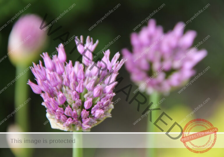 LB Blumen 148