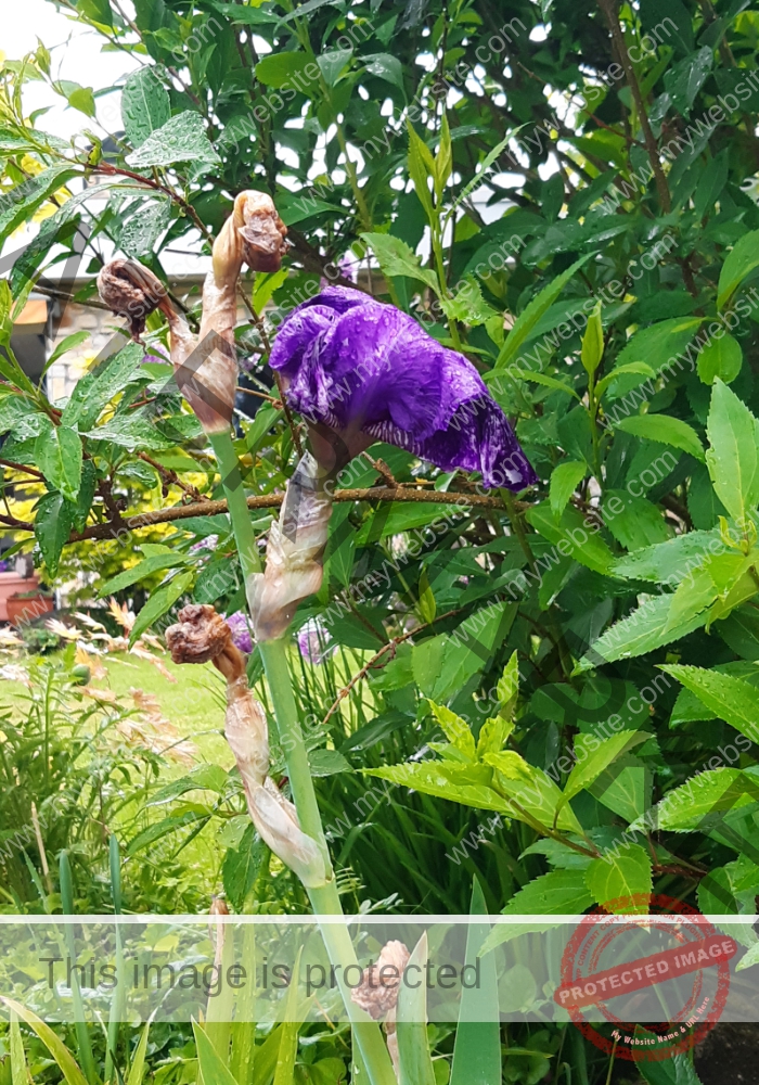 LB Blumen 150