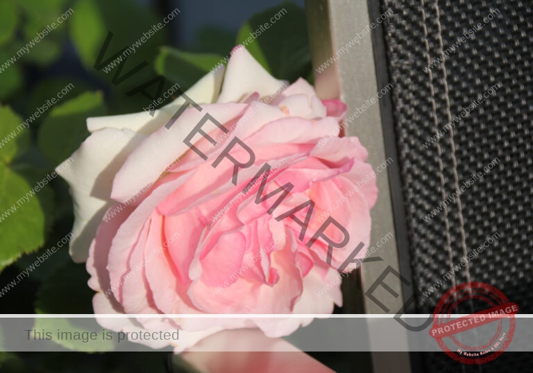 LB Blumen 155
