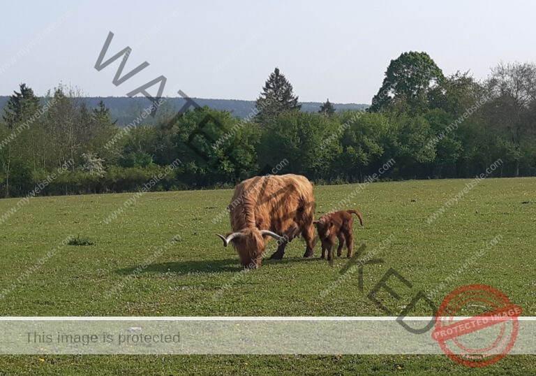 dud, M-K Tiere 011