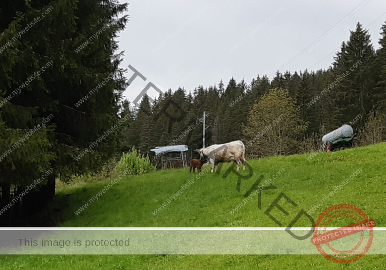 dud, M-K Tiere 012