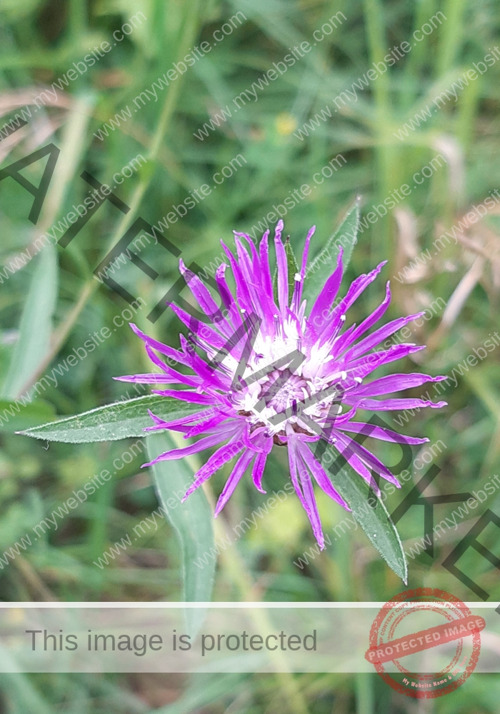 Wiesen-Flockenblume_22