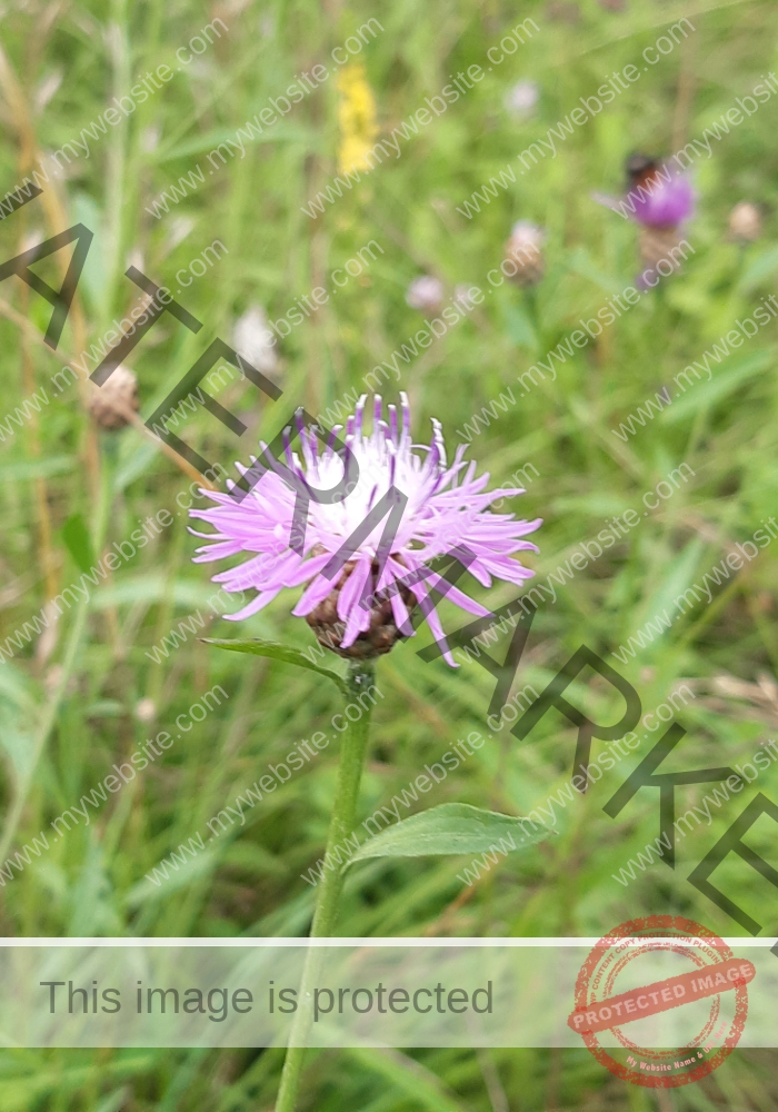 Wiesen-Flockenblume_23