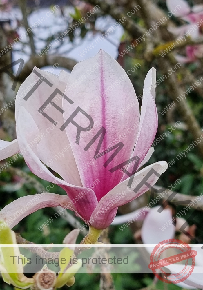 Magnolie