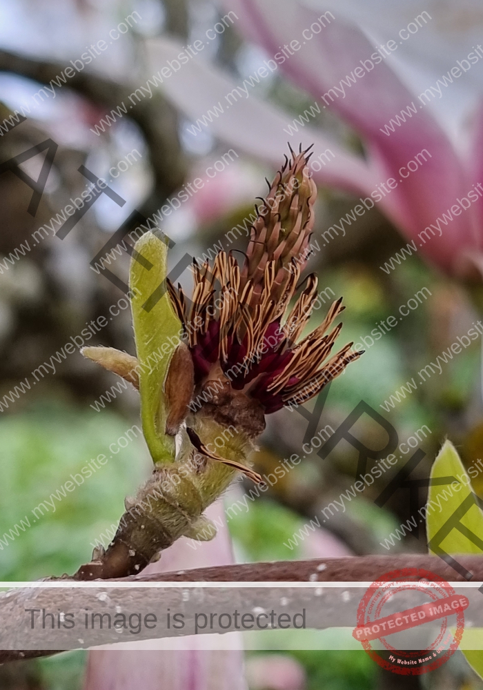 col Magnolien-Leben 21, verblüht