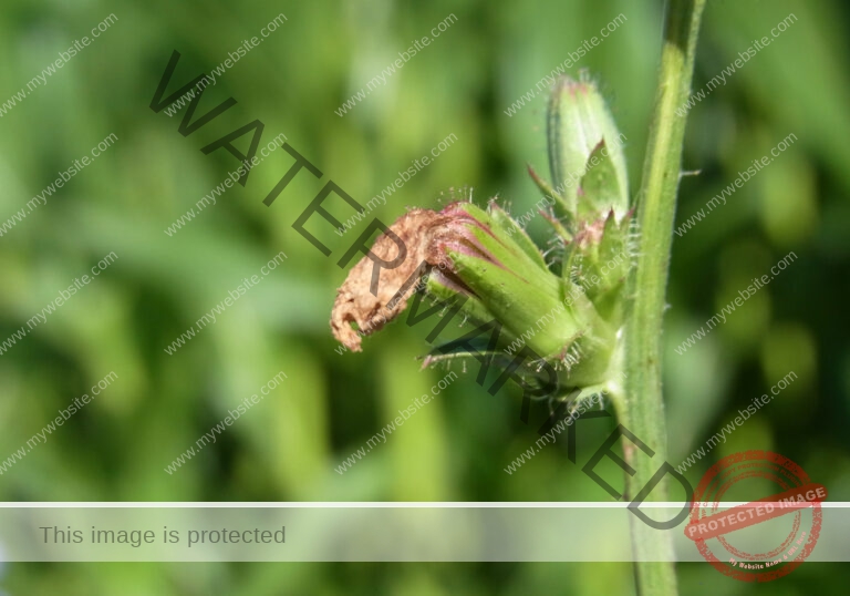col Wegwarte3