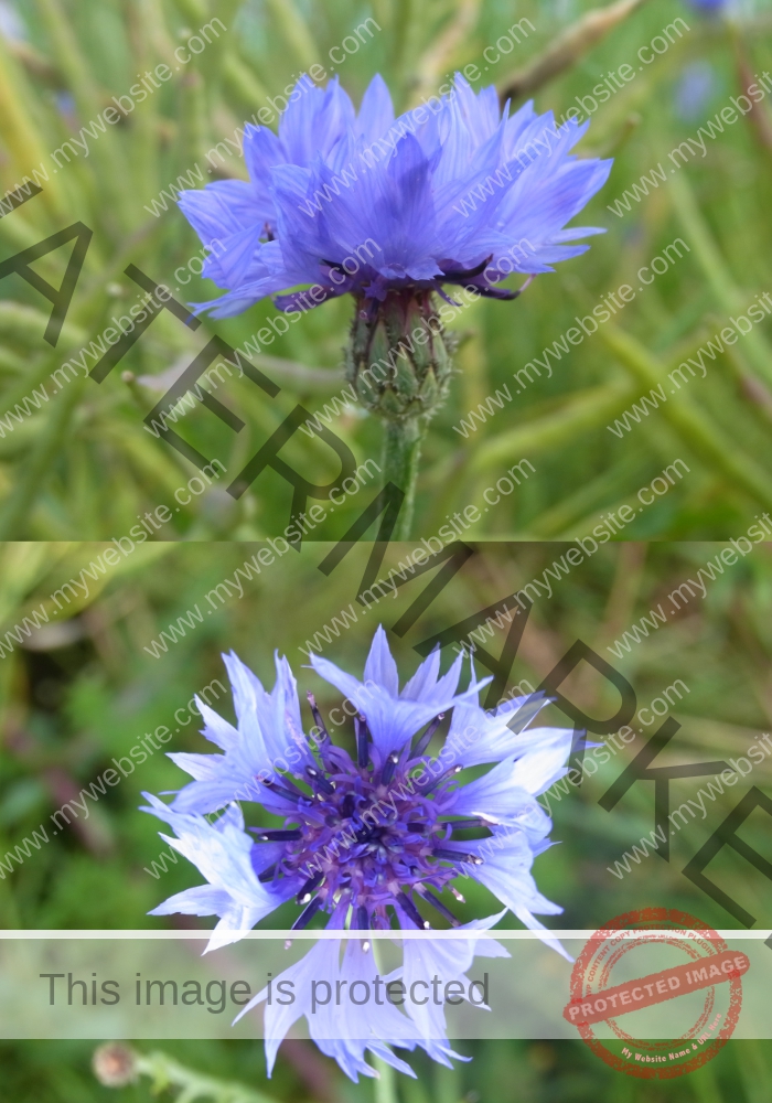 Kornblume neu