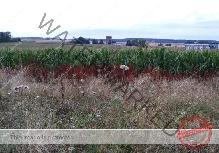 LB Pflanzen unterwegs 023