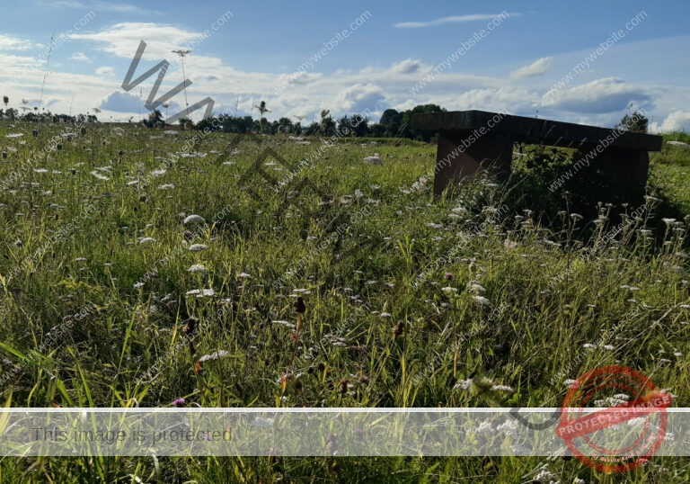 LB Pflanzen unterwegs 024