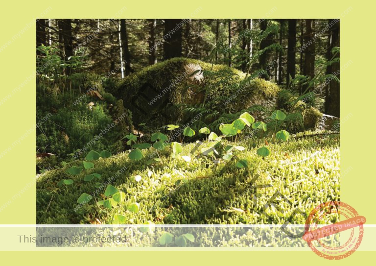 Kurzurlaub Schluchsee, Mai 2024 - Fotoalbum 16