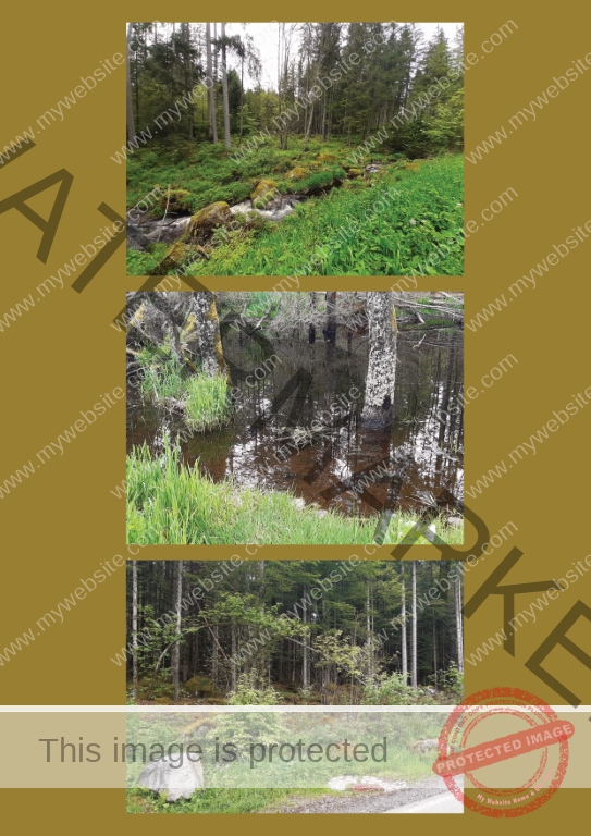 Kurzurlaub Schluchsee, Mai 2024 - Fotoalbum 20