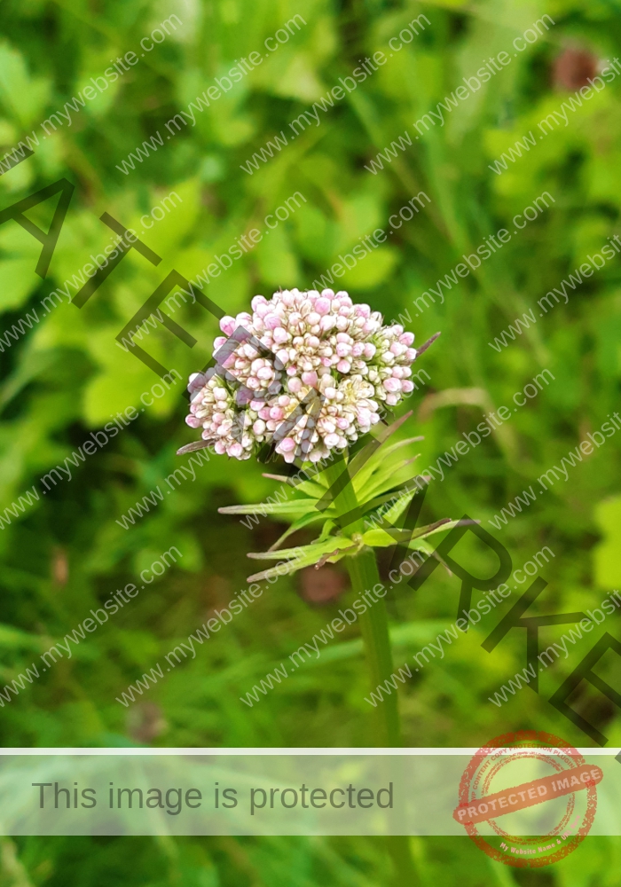 LB Blumen 157