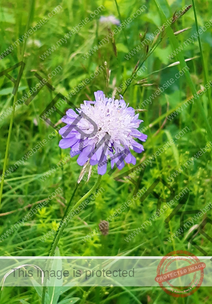 LB Blumen 158