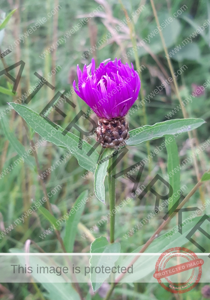 LB Blumen 159