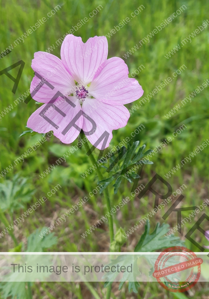 LB Blumen 160