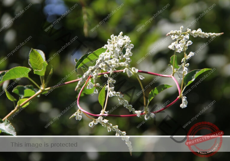 LB Blumen 161