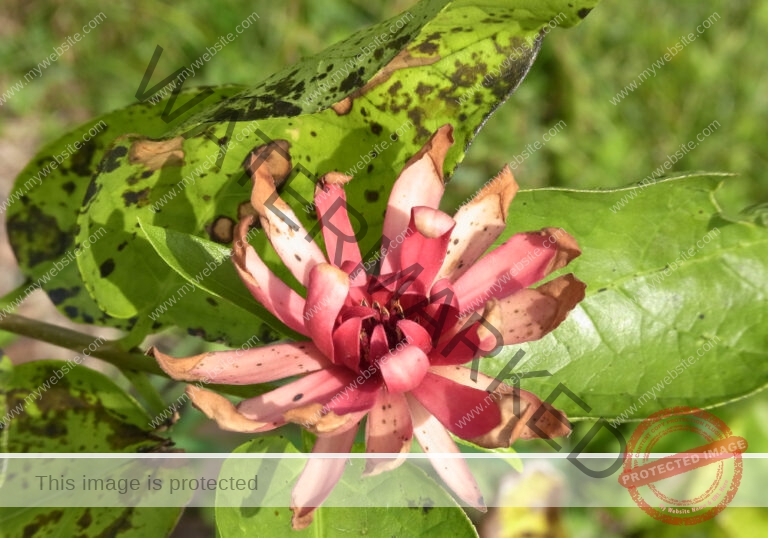 LB Blumen 163
