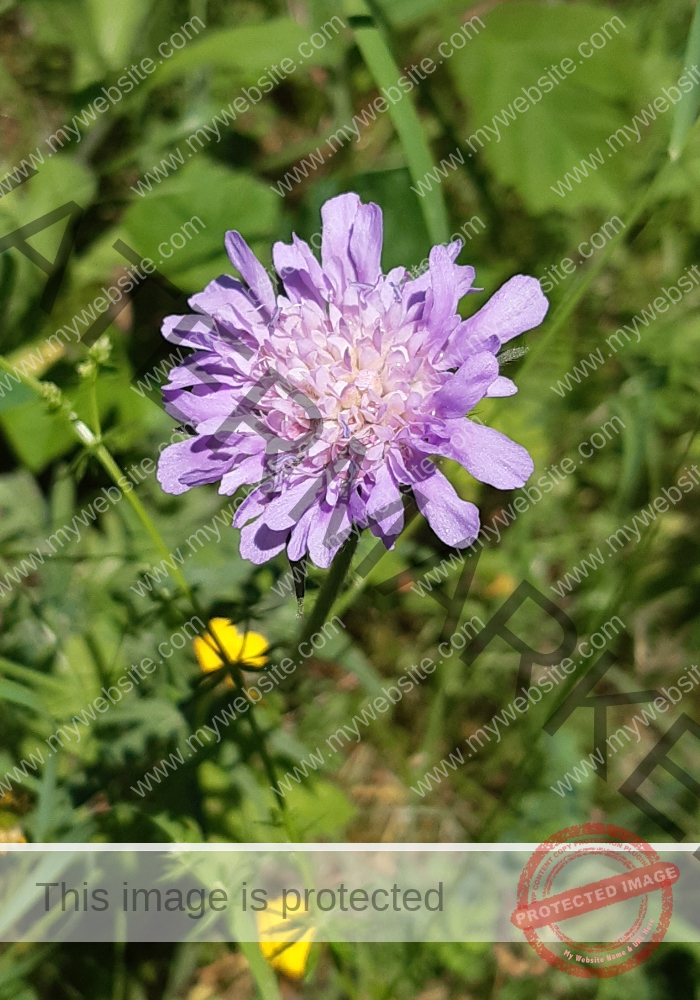 LB Blumen 164