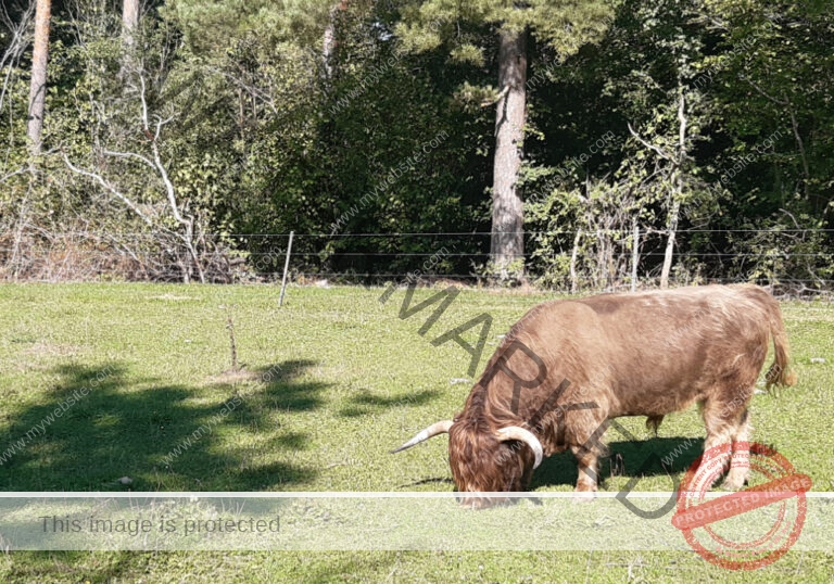 LB Galloways 119