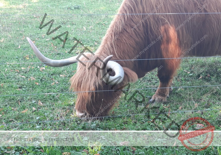 LB Galloways 124