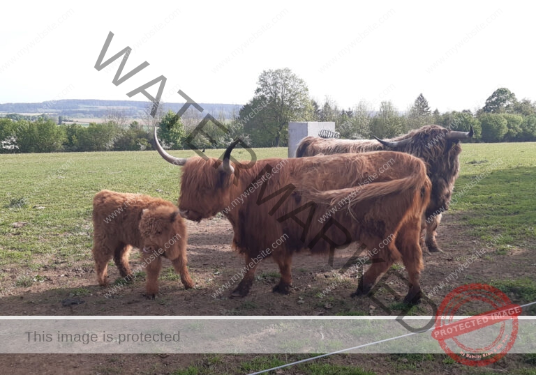 LB Galloways 125