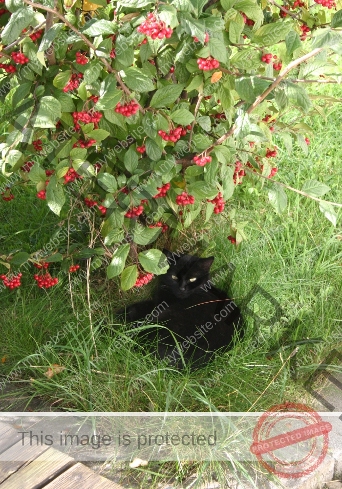 LB Tiere 162