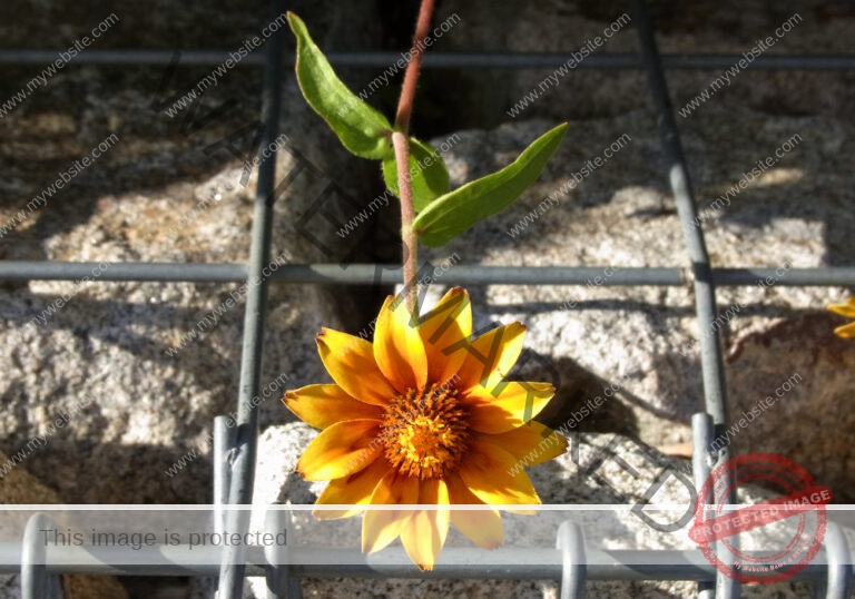 Blumen 094