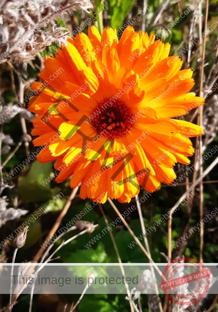 Blumen 096