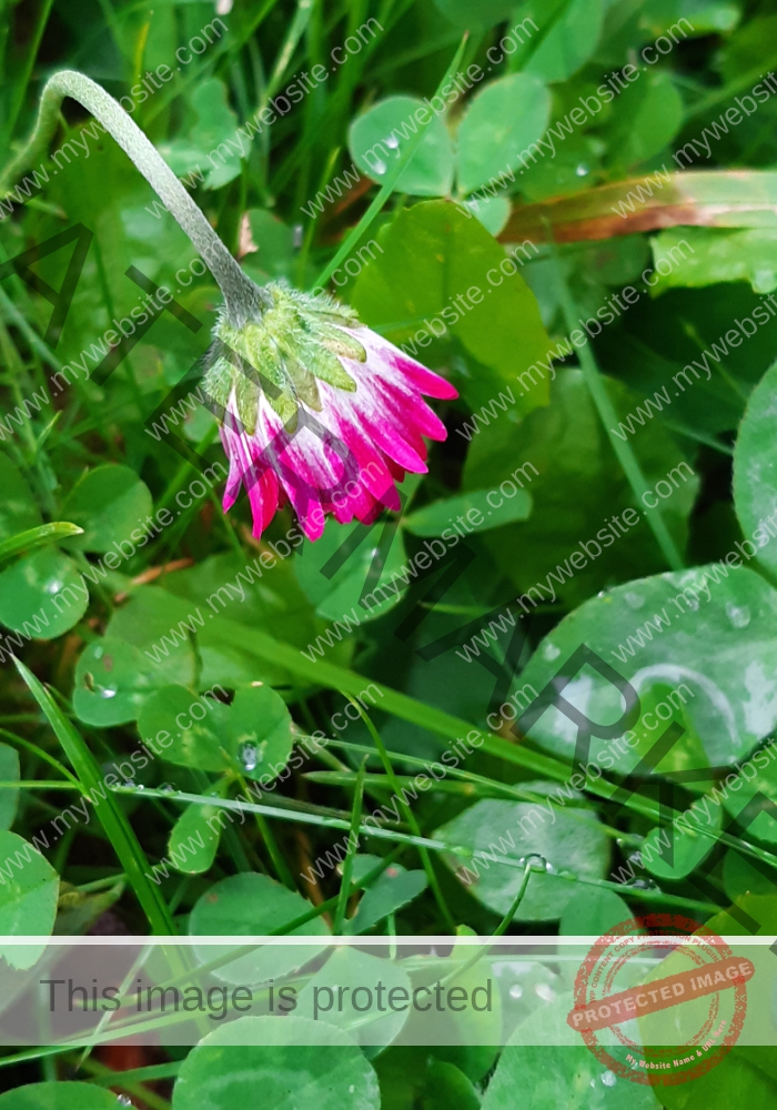 Gänseblümchen 46