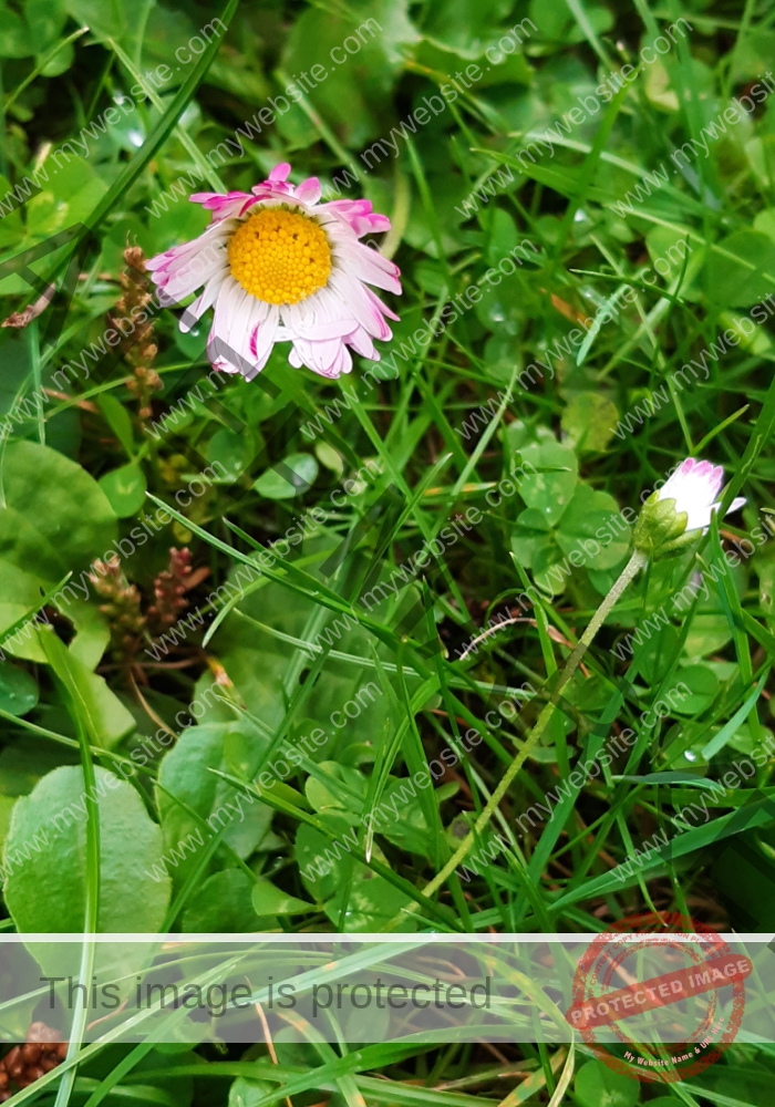 Gänseblümchen 47